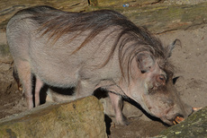 Warzenschwein (4).jpg